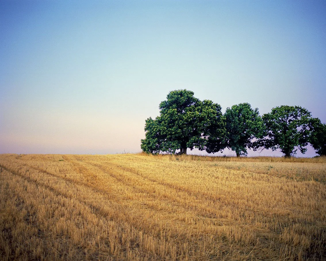 Wheat field with a group of green trees under a clear sky.