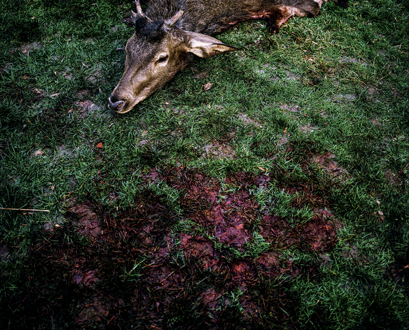 Une tête de chevreuil allongée sur l'herbe verte, visible en haut à gauche de l'image