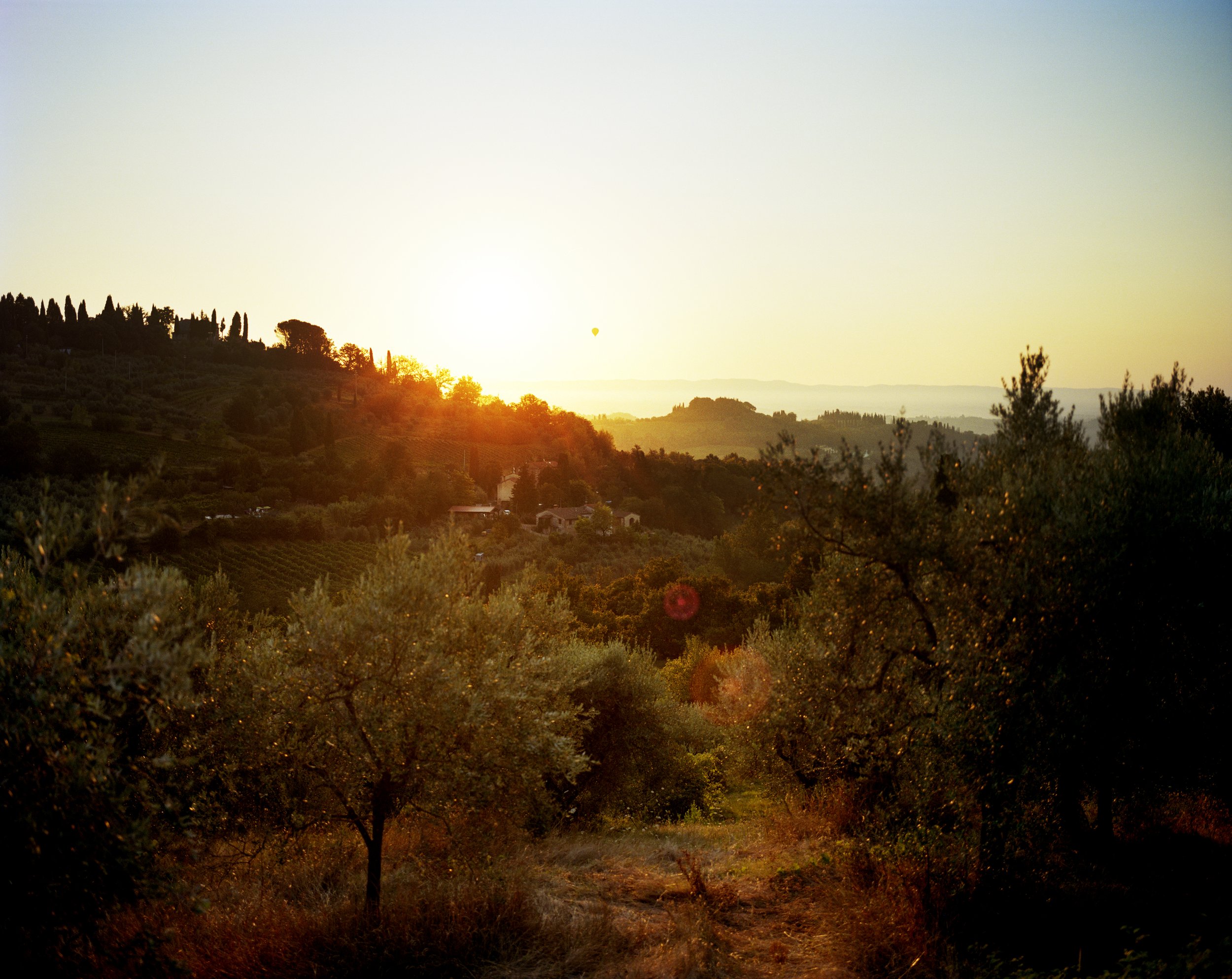 Landscape of hills and vineyards at sunset, with trees and a clear sky