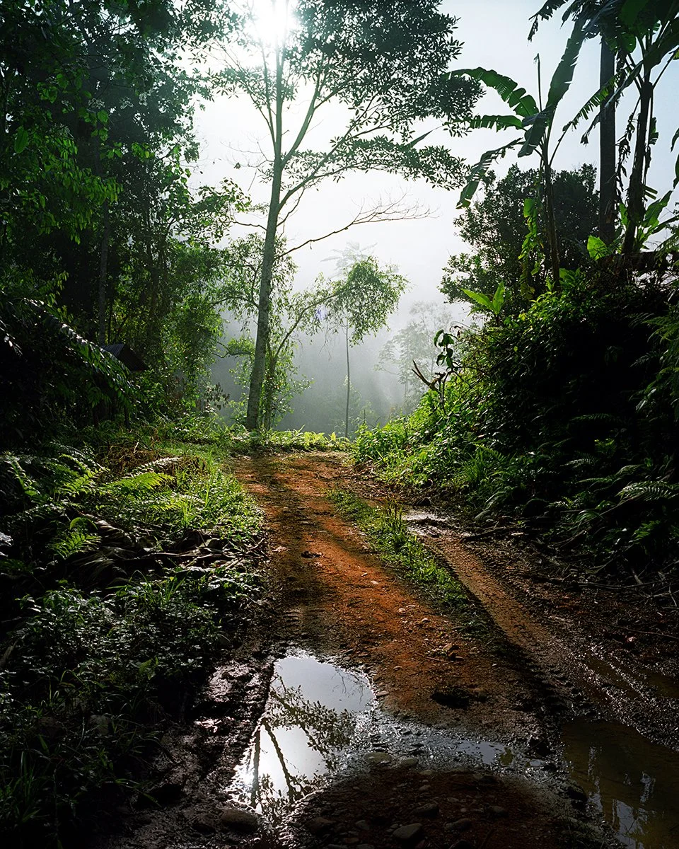 Dirt trail through dense forest with puddles reflecting the sky at sunrise or sunset, surrounded by lush green vegetation.