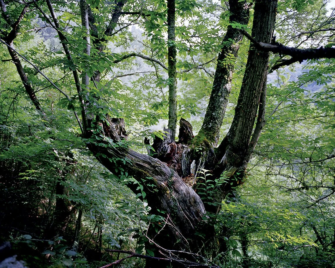 An ancient, sturdy tree in a dense forest, surrounded by lush greenery and foliage.