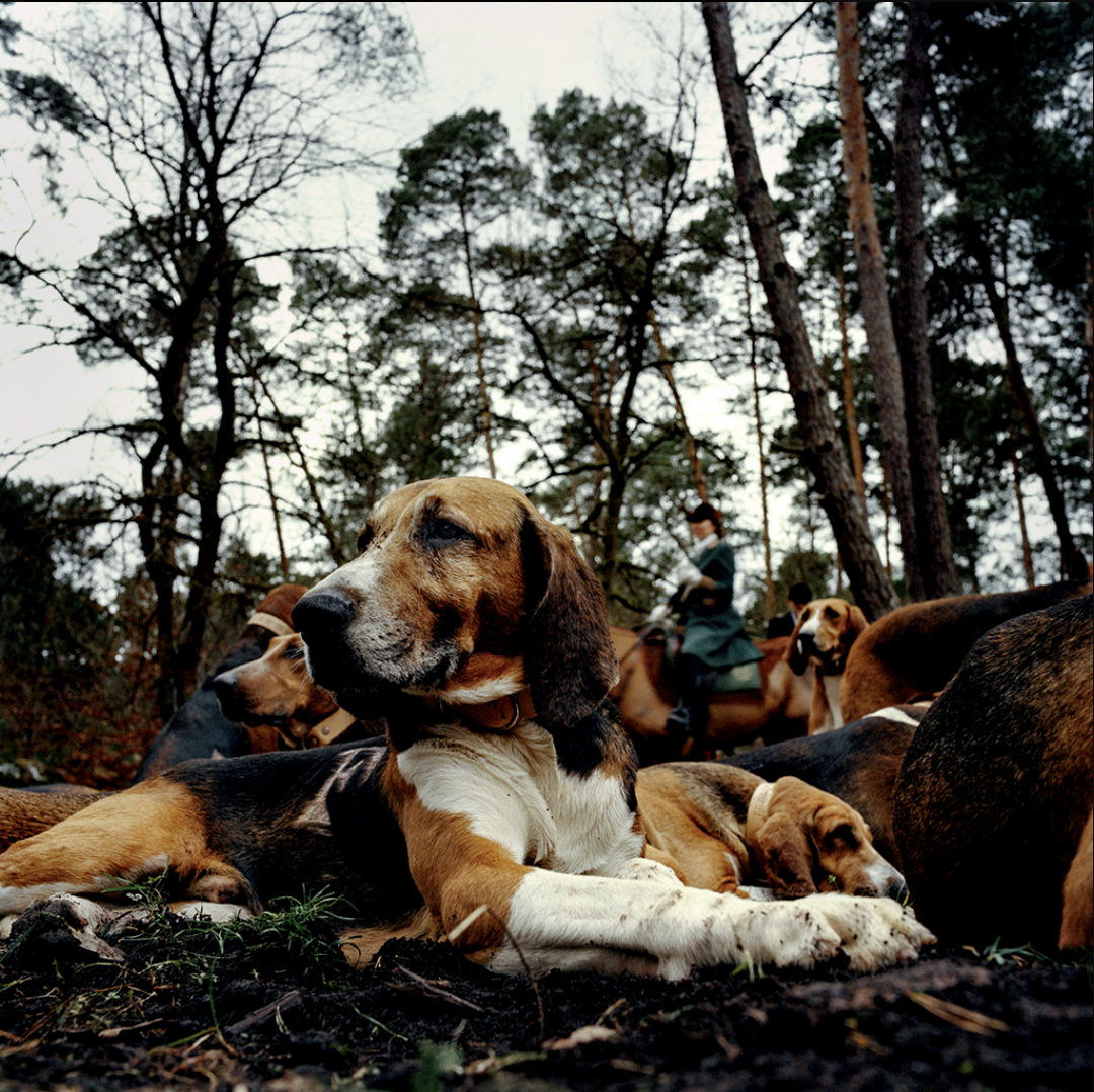 Chasse aux chiens dans une forêt avec des personnes à cheval en arrière-plan.