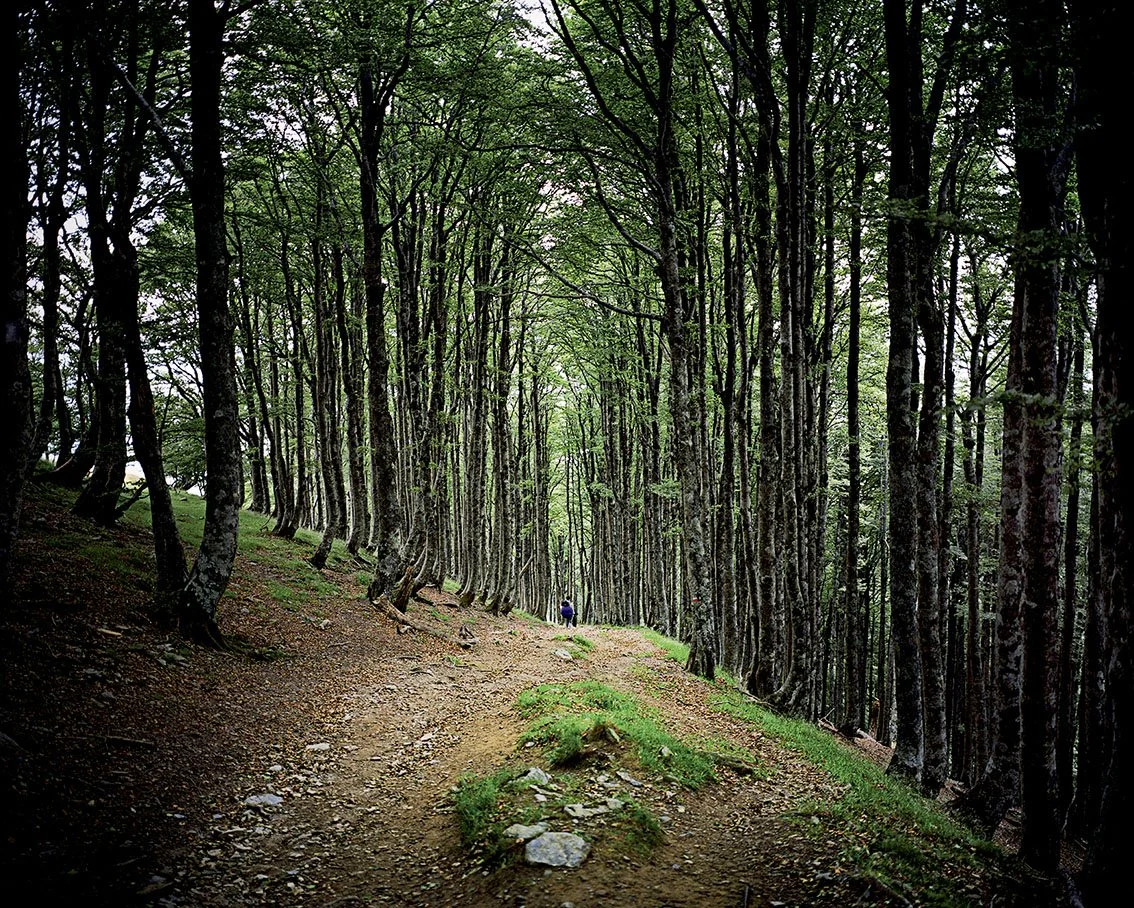Forest path lined with green trees with two walkers in the distance.