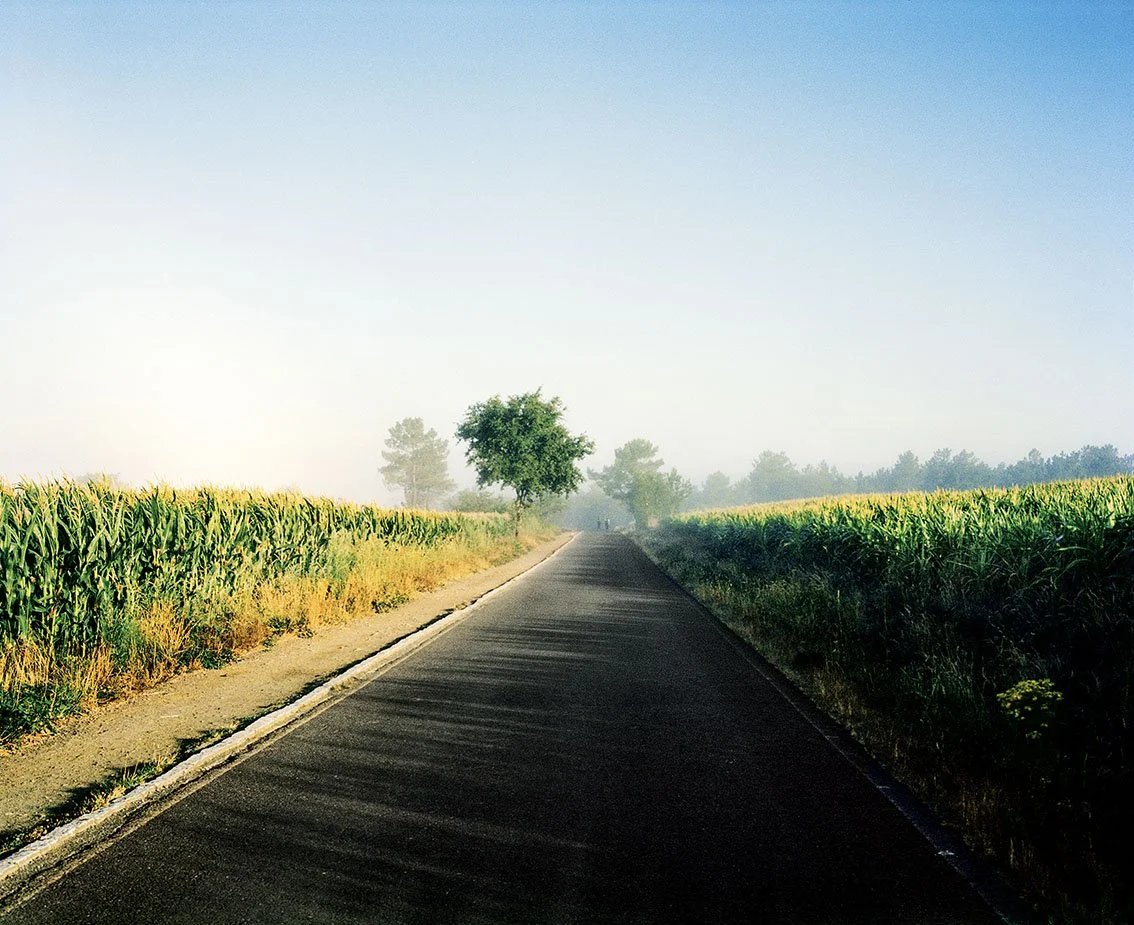 A straight road through a cornfield with a few trees and a clear, sunny sky.