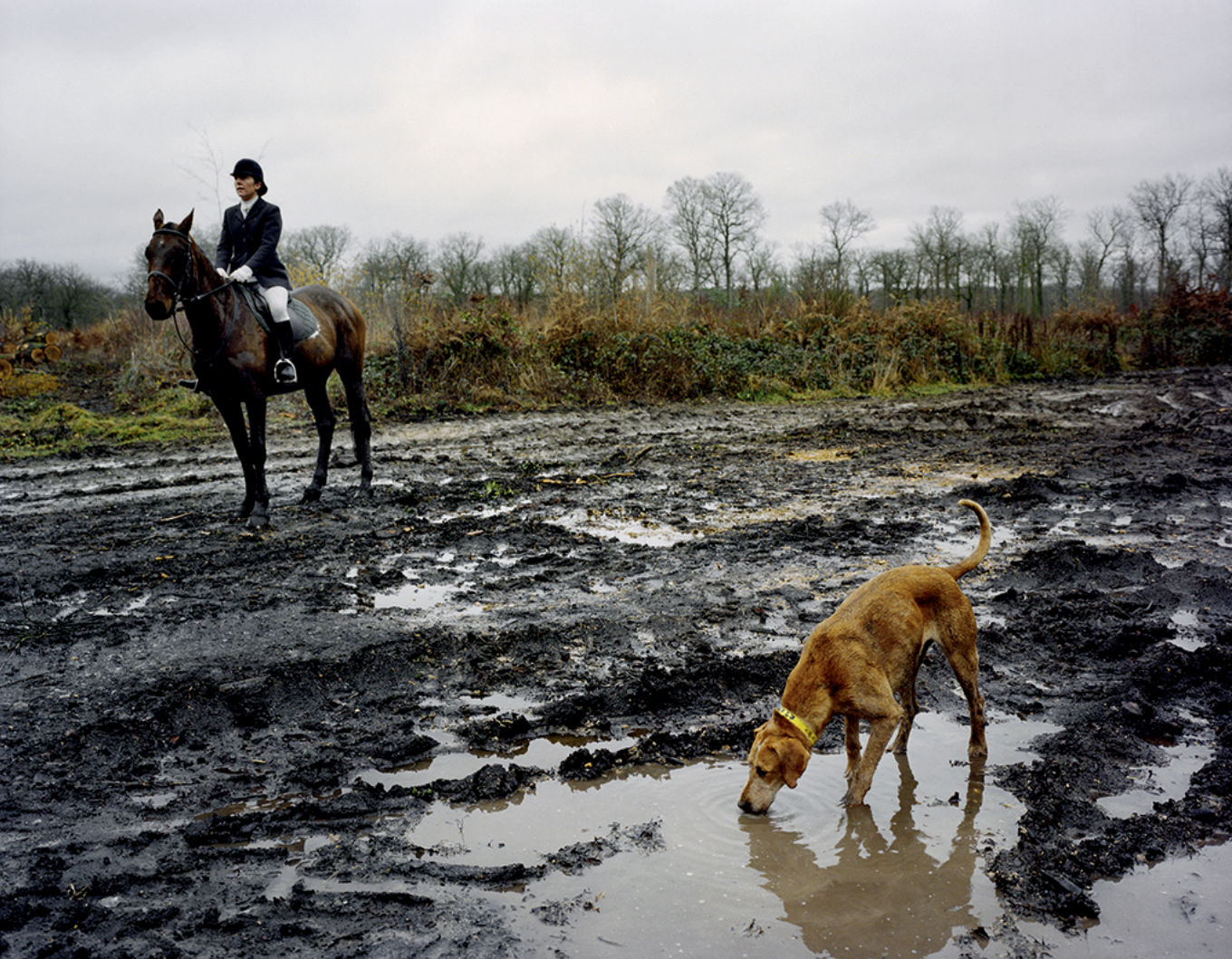 Une femme en tenue d'équitation monte un cheval sur un chemin boueux et un chien brun est en train de boire de l'eau dans une flaque.
