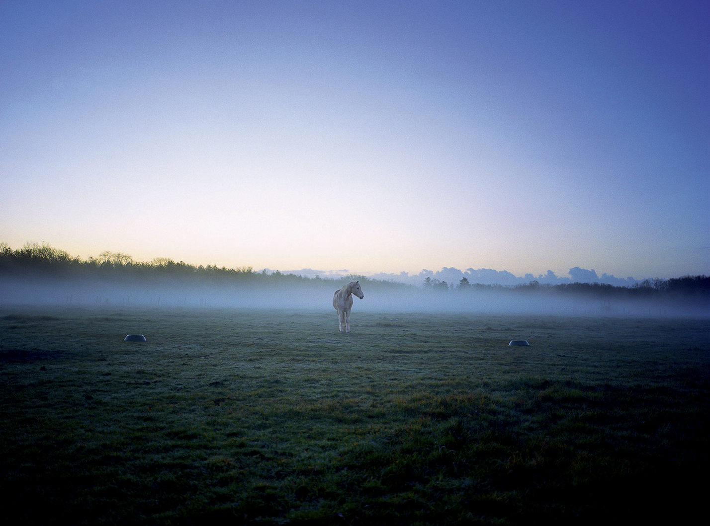 Cheval blanc dans un champ brumeux au lever du soleil.