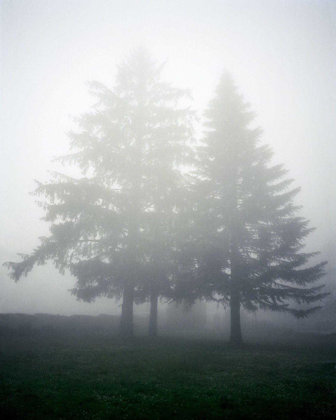 Three tall trees in a misty forest, a misty, mysterious environment.