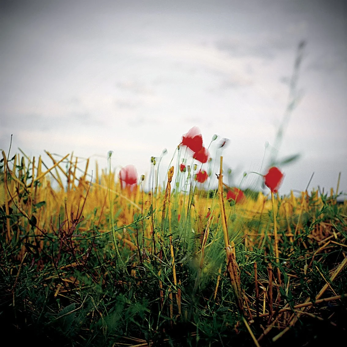 Field of poppies with red flowers, green grass and ears of yellow wheat under a cloudy sky.