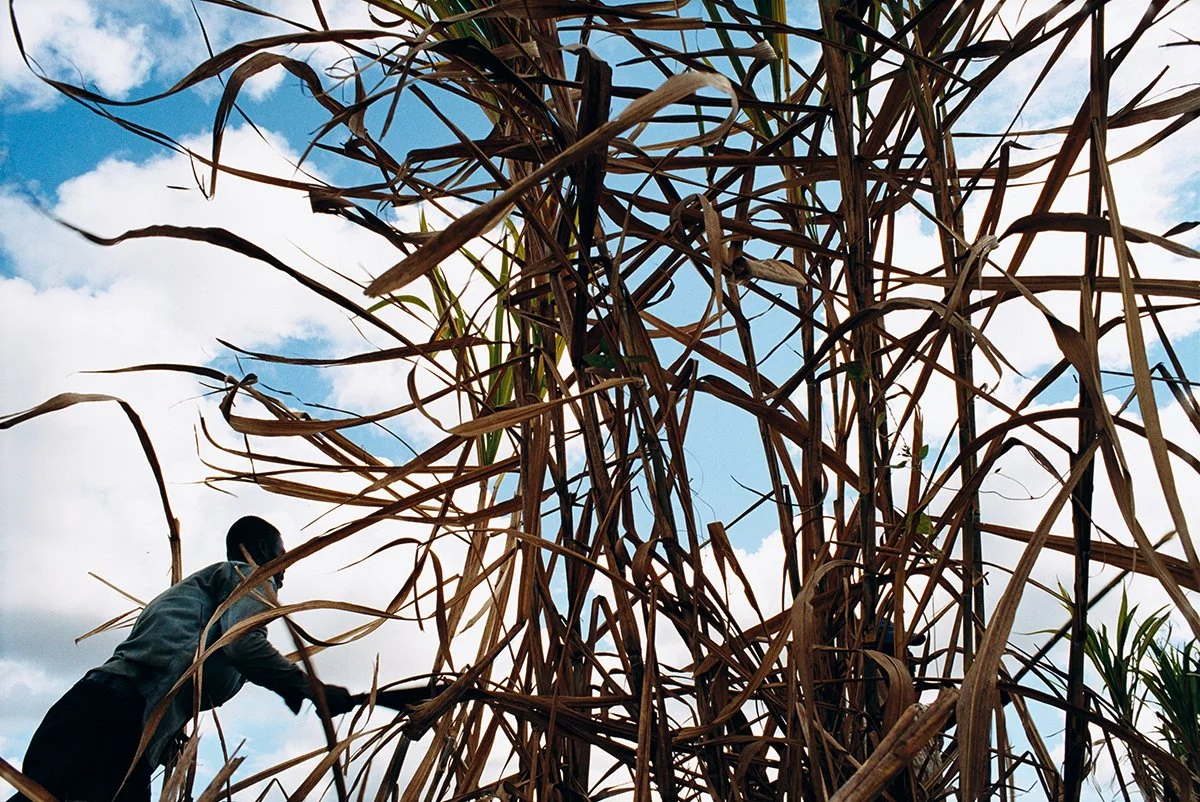 A man harvests corn in a field with a cloudy sky in the background.