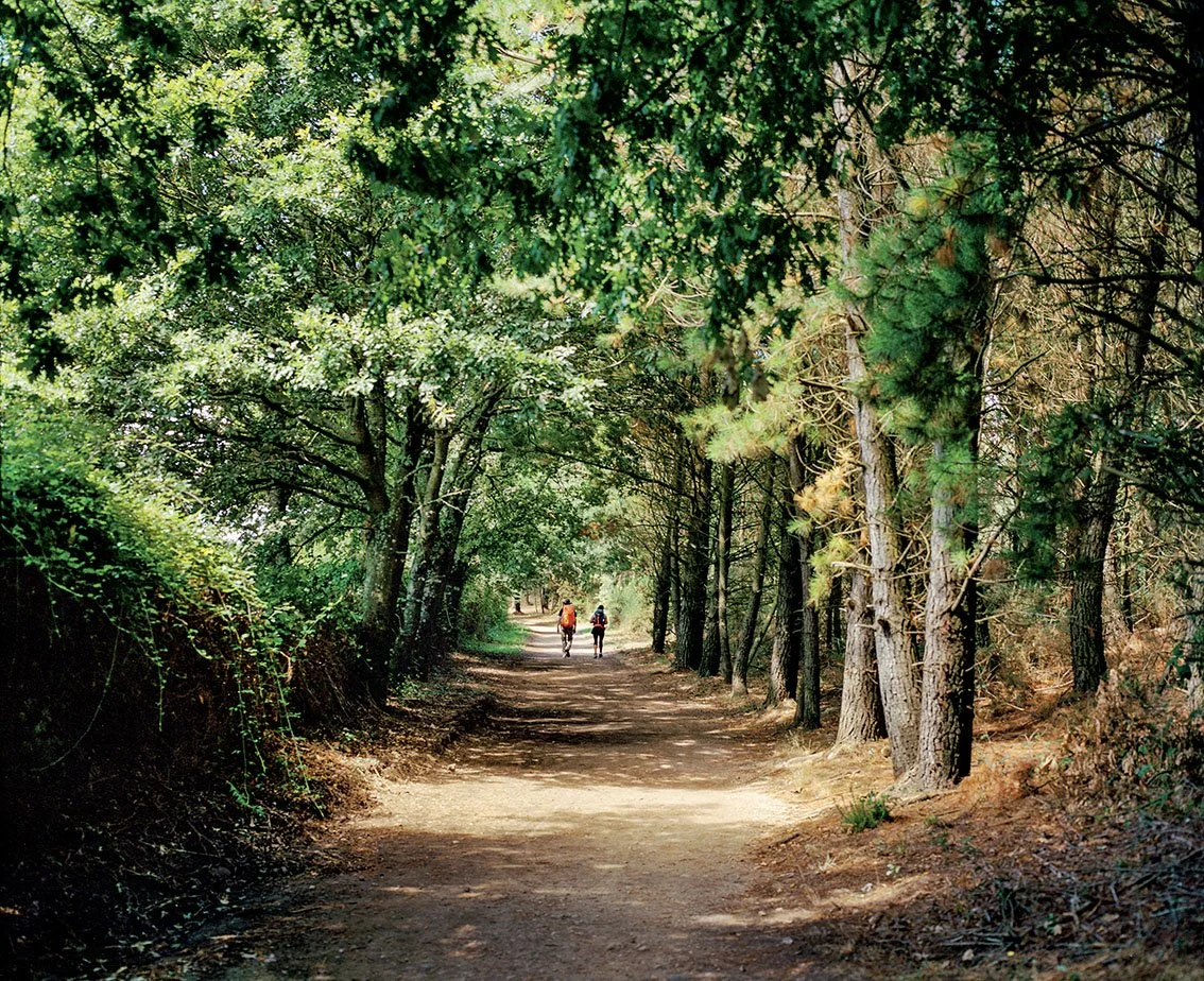 Two people walking down a forest lane lined with green, leafy trees, under a sunny sky.