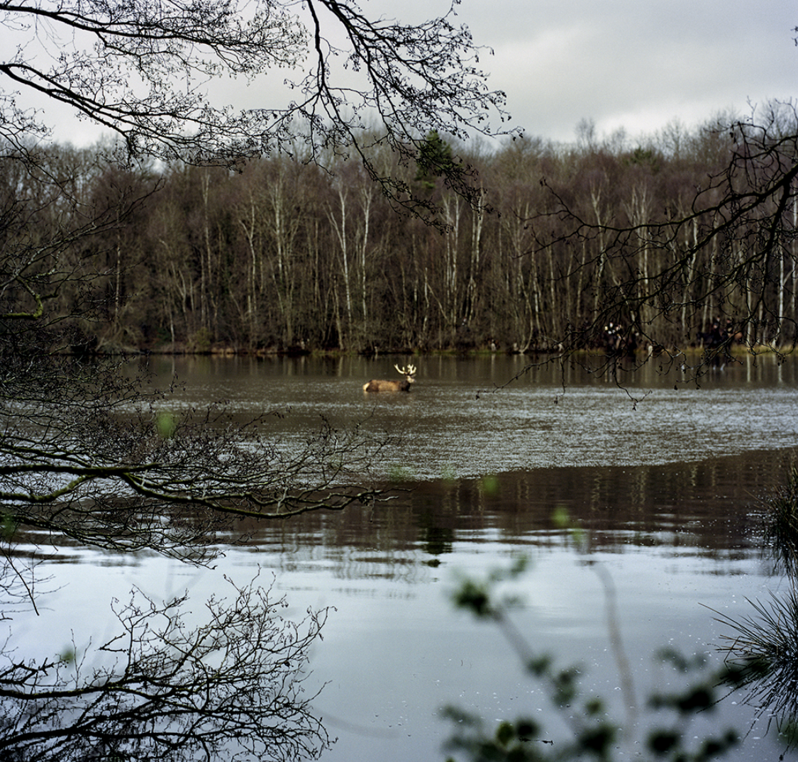 Un lac avec un cerf nageant, entouré d'arbres sans feuilles et un ciel nuageux.