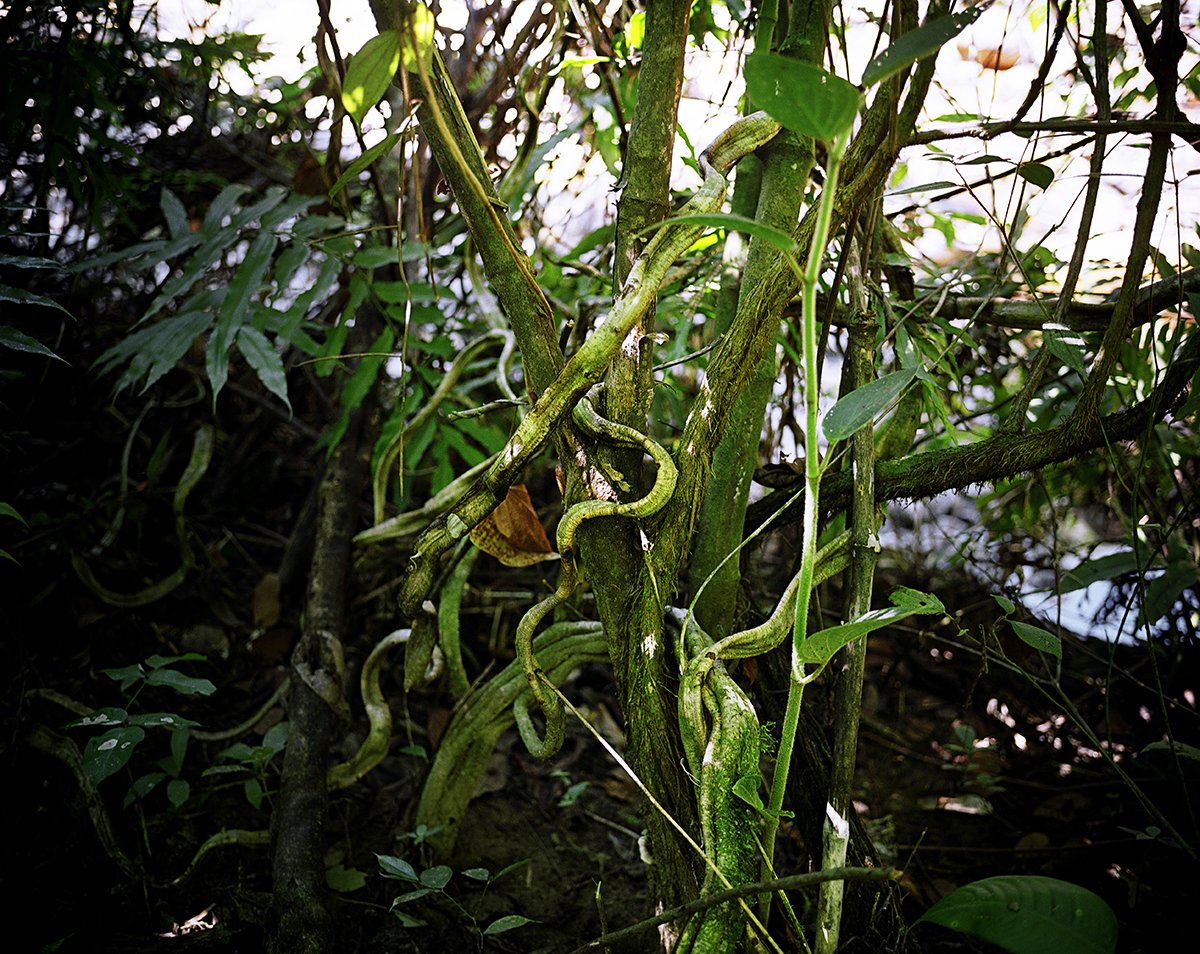 Rainforest plant with intertwined roots and branches, thick green leaves and natural light filtering through the canopy.