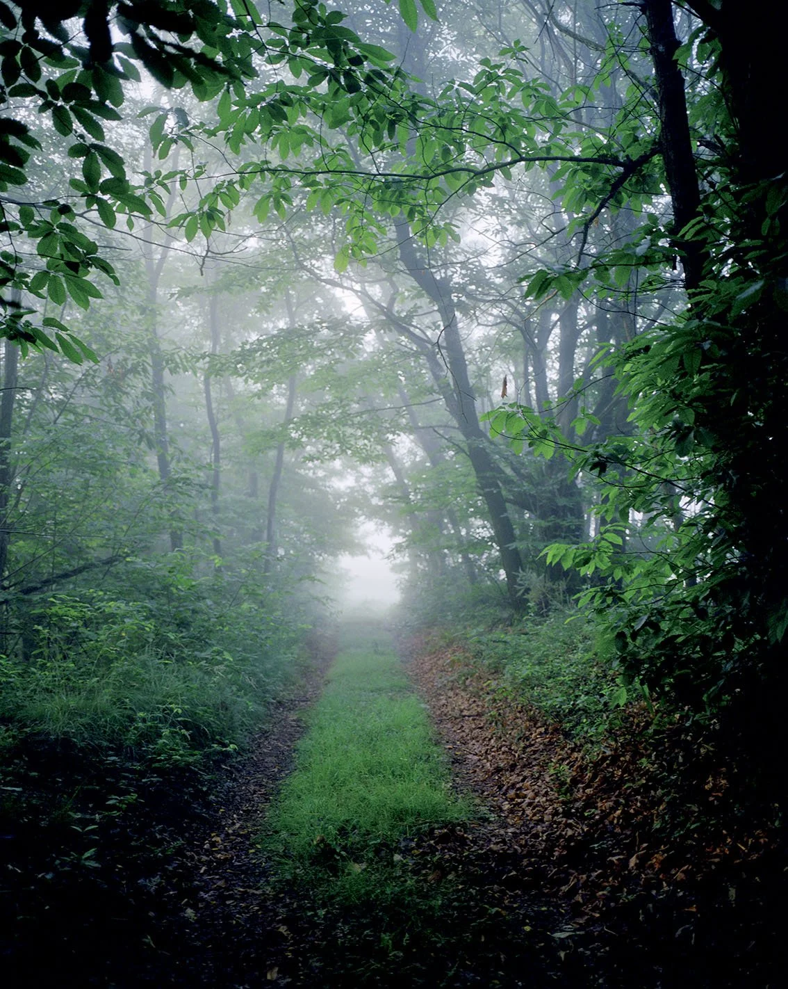Forest path lined with trees and foliage, shrouded in mist or fog.