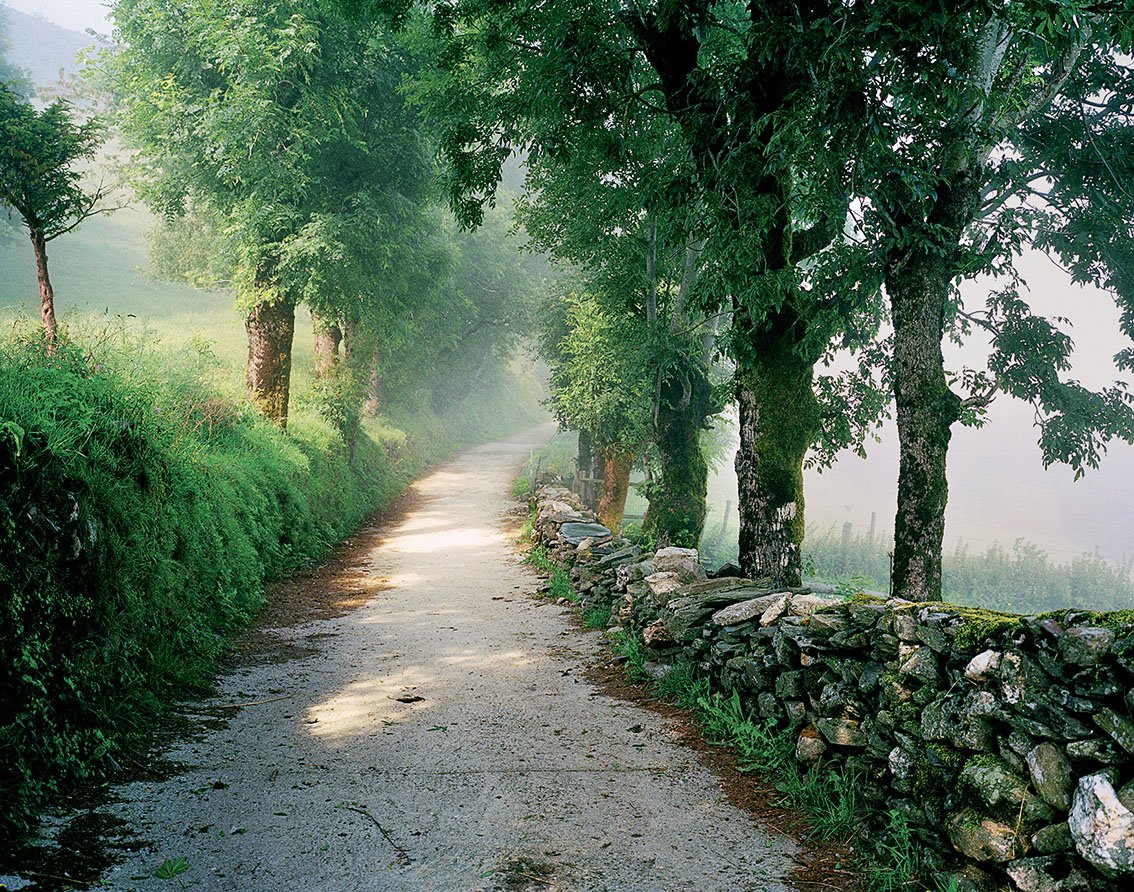 Dirt path bordered by green trees and a stone wall, with soft light and mist in the background.
