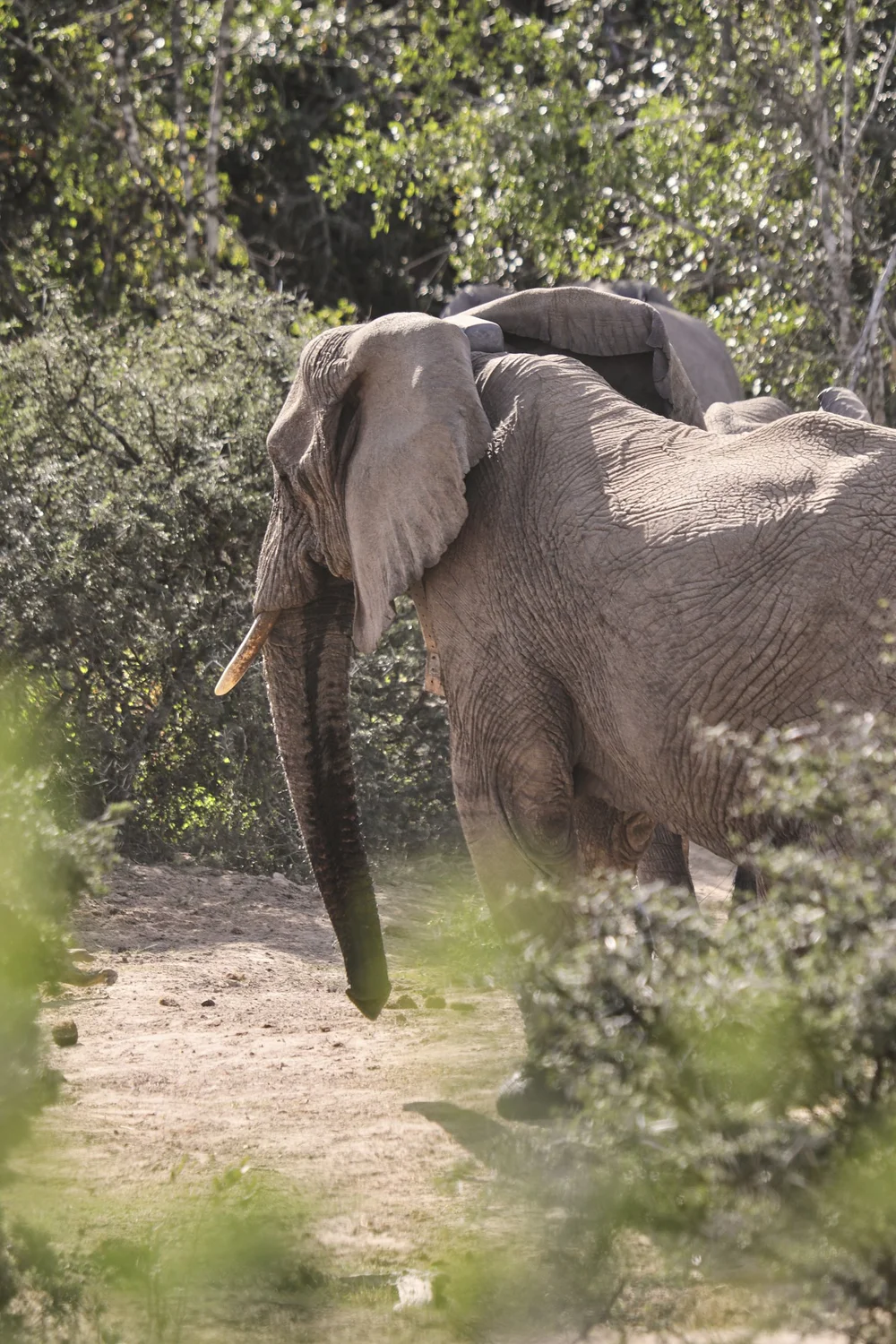 Bukela Game Lodge