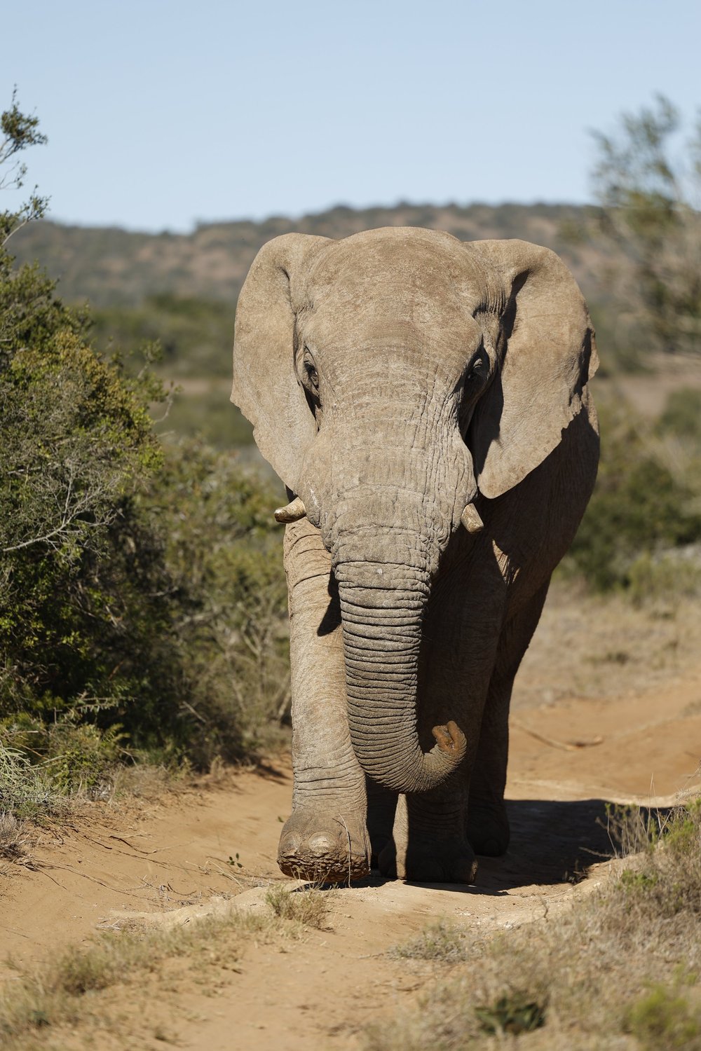 Bukela Game Lodge