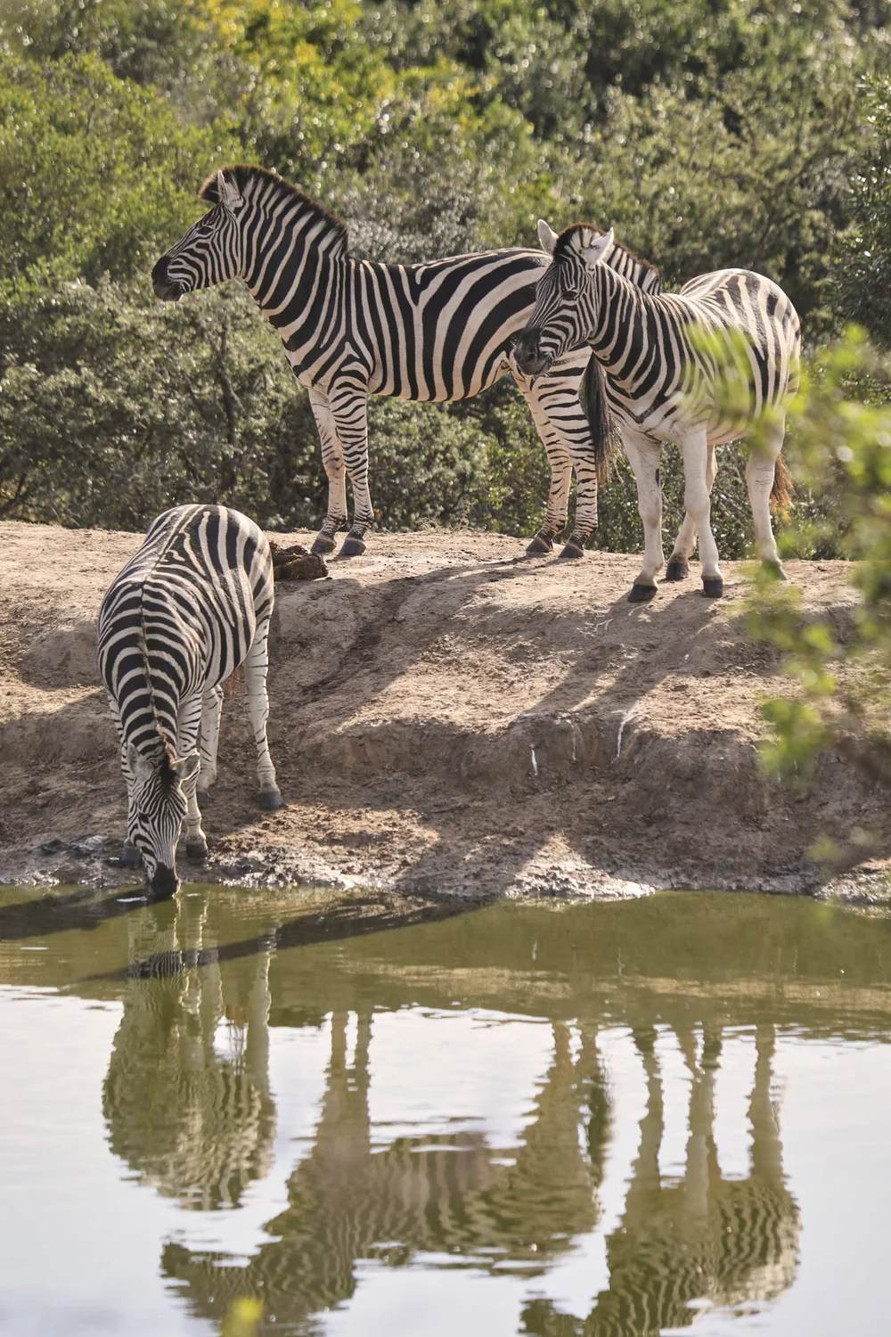 Bukela Game Lodge