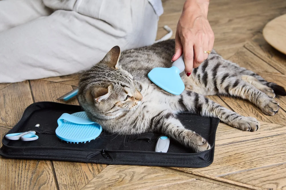 The Cat Ladies grooming