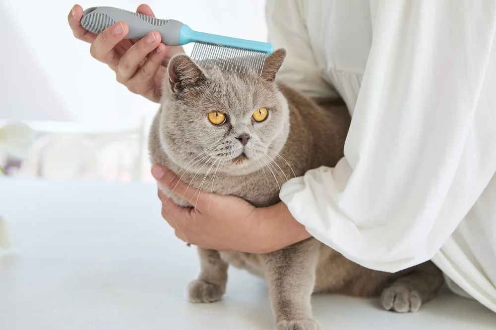 The Cat Ladies grooming