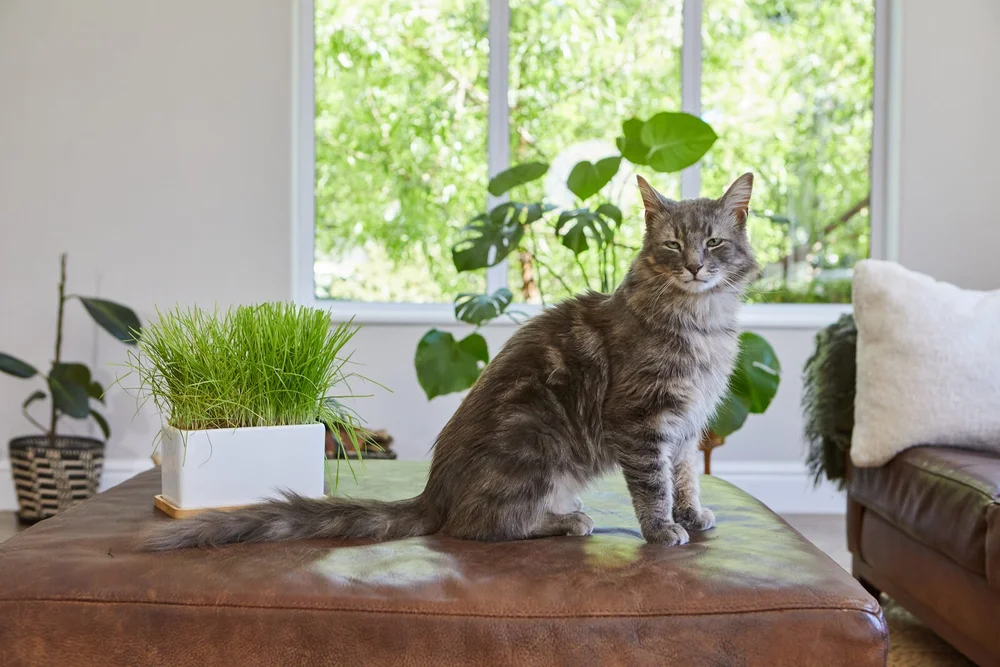The Cat Ladies cat grass