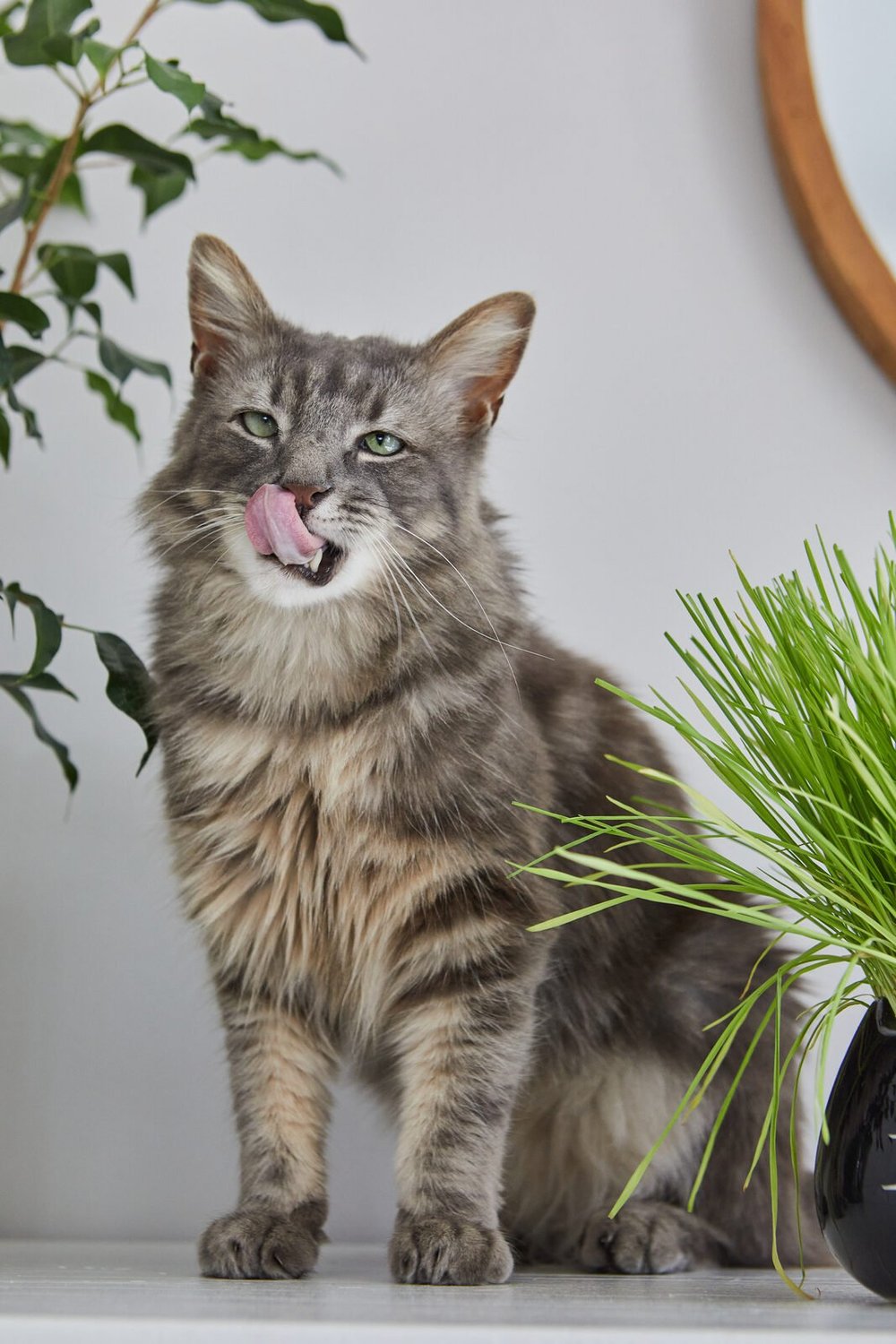 The Cat Ladies cat grass