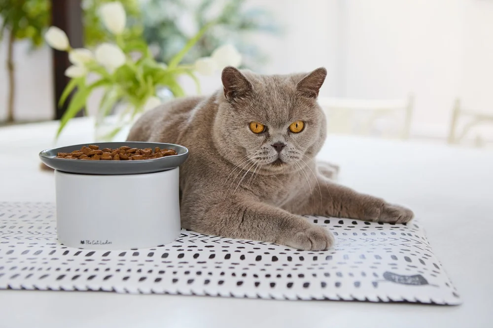 The Cat Ladies product
