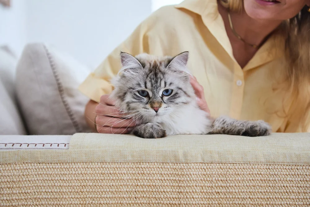The Cat Ladies elevated feeder
