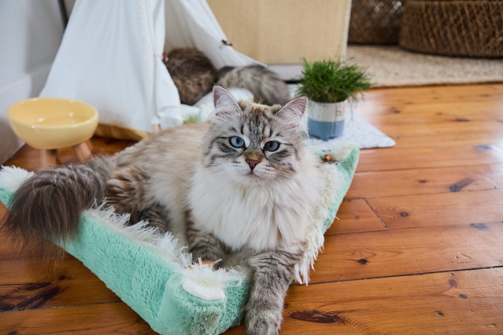 The Cat Ladies portrait