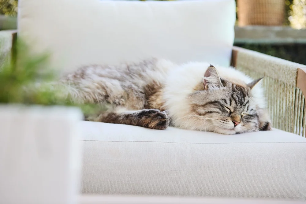 The Cat Ladies lifestyle