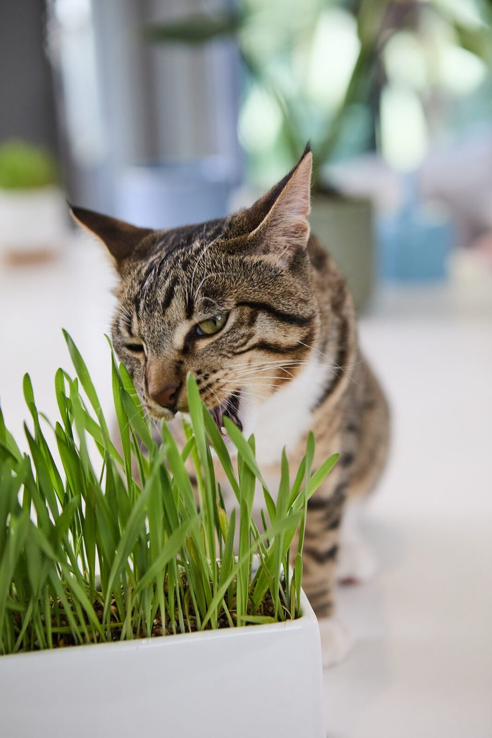 The Cat Ladies product