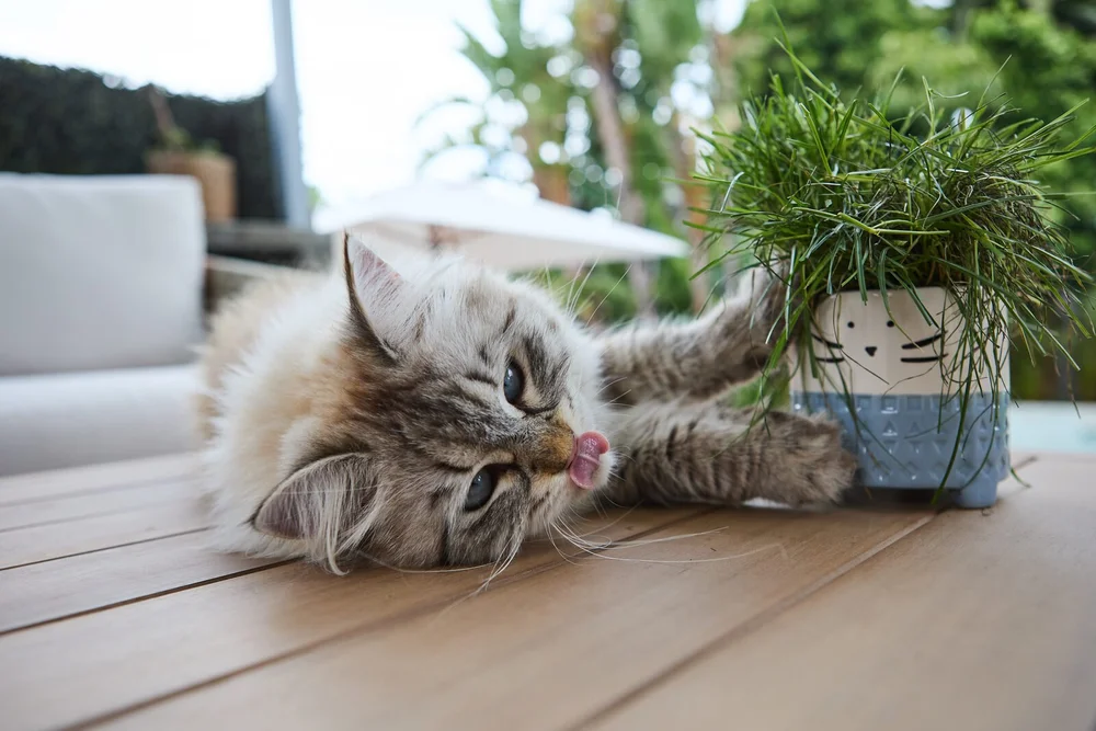 The Cat Ladies cat grass