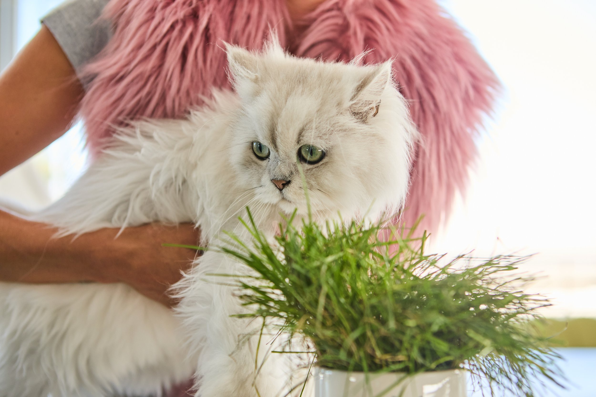 SellerX-08.12.25 454 (1).jpg