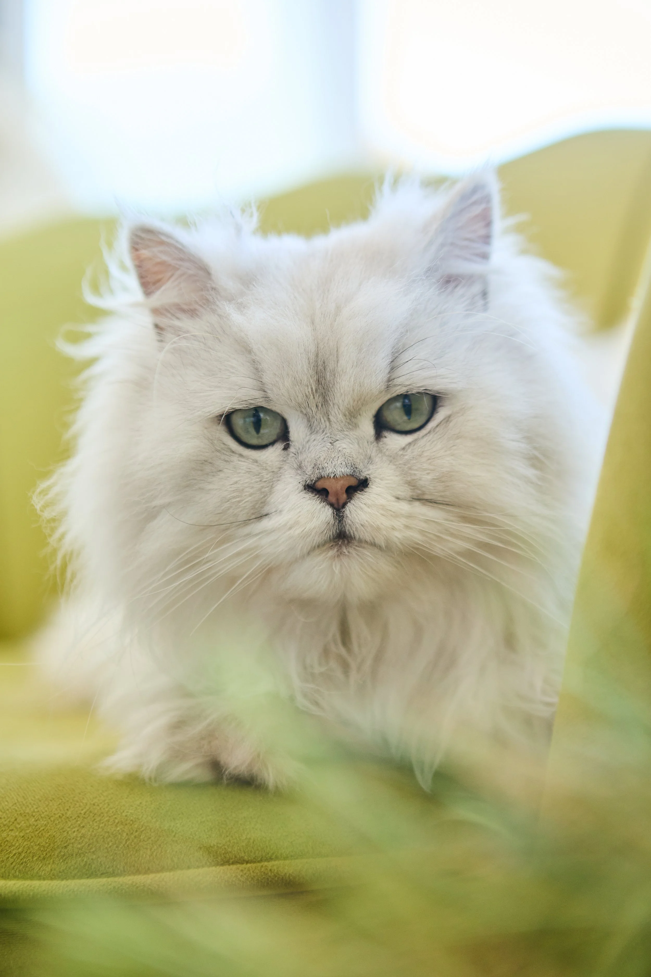 The Cat Ladies lifestyle