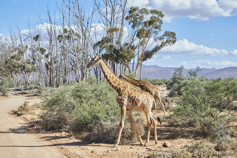 Inverdoorn safari