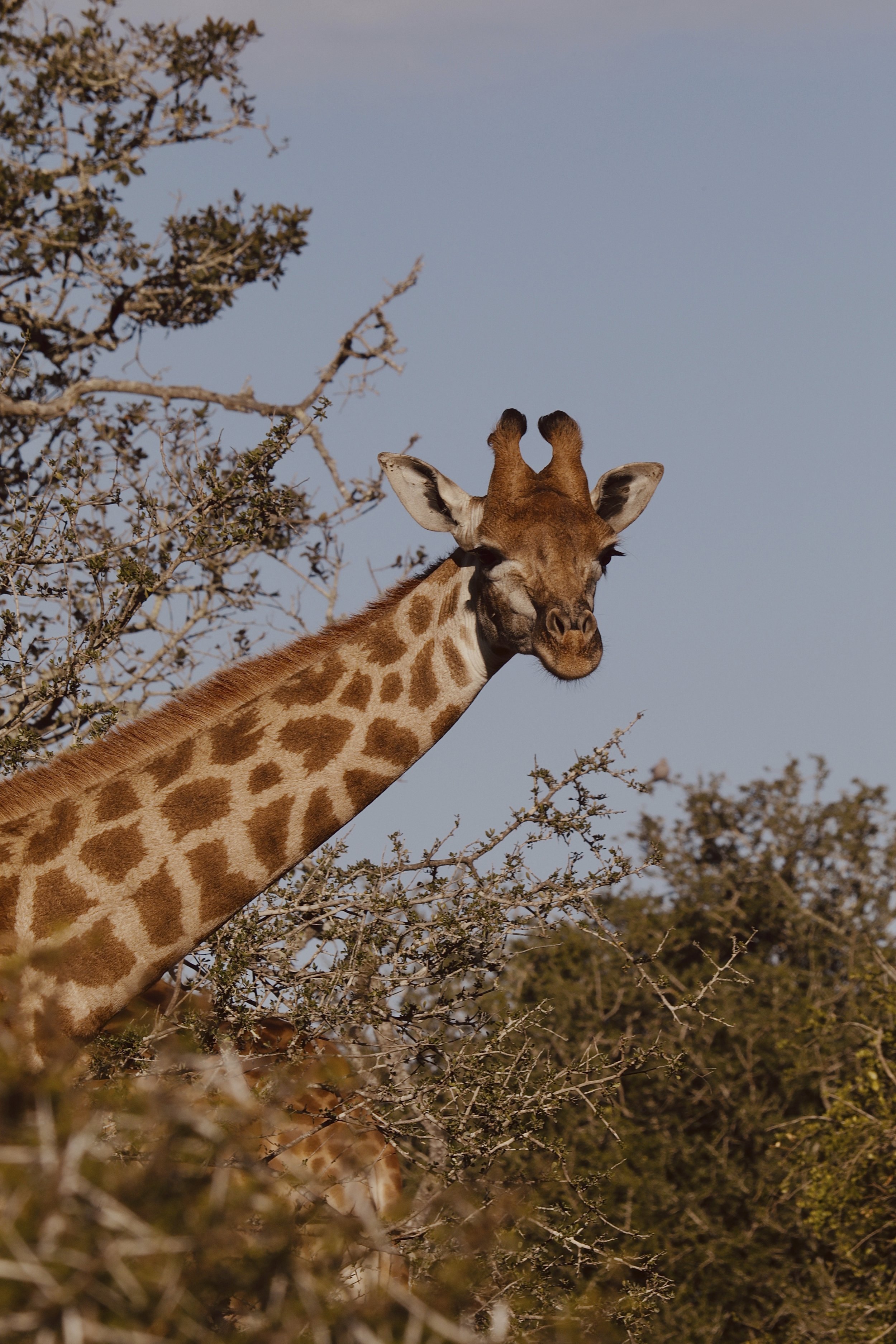 RCC-Safari 960.jpg