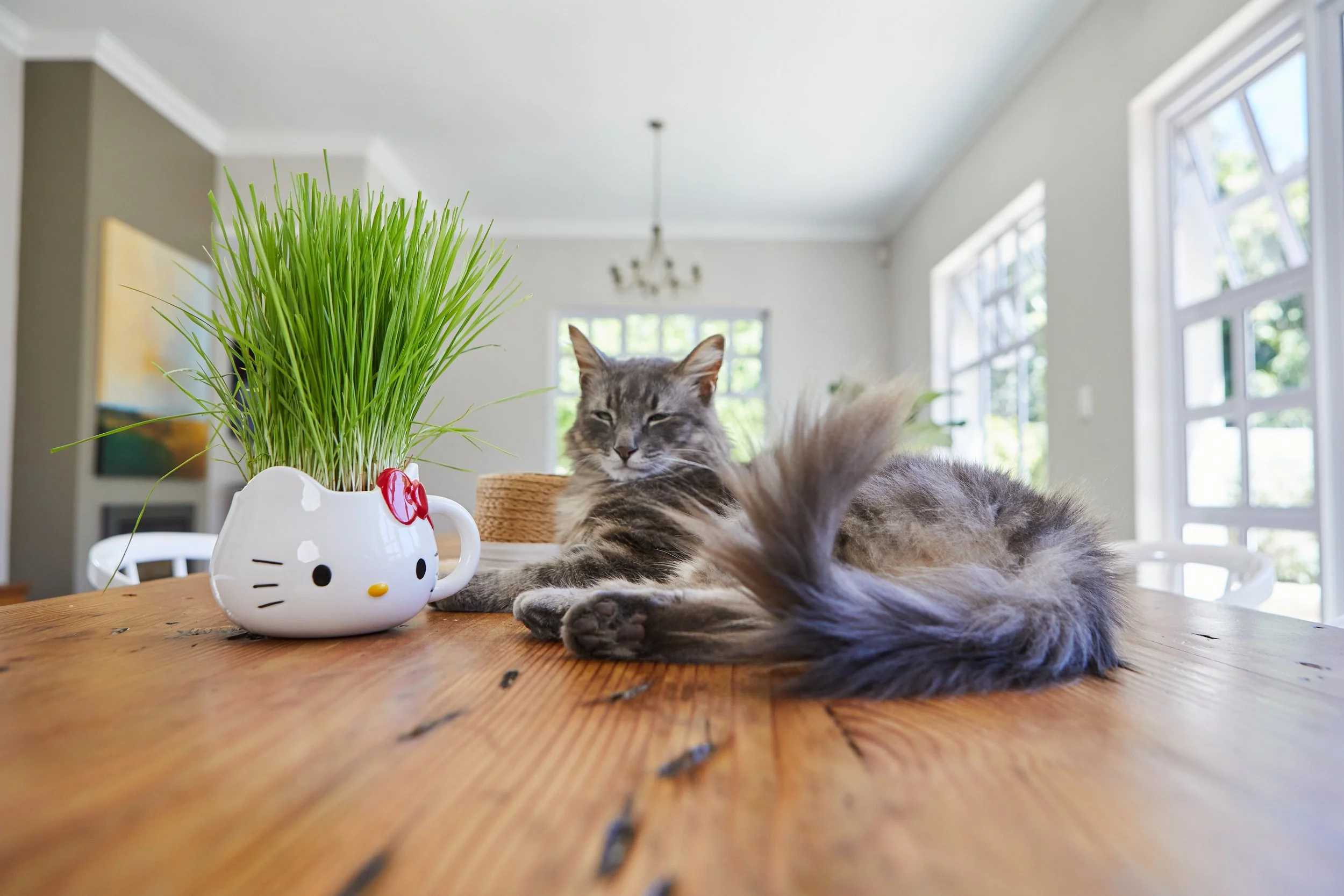 TheCatLadies 247 (1).jpg