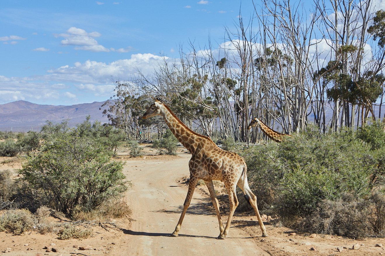 Marriot-Safari 281.jpg