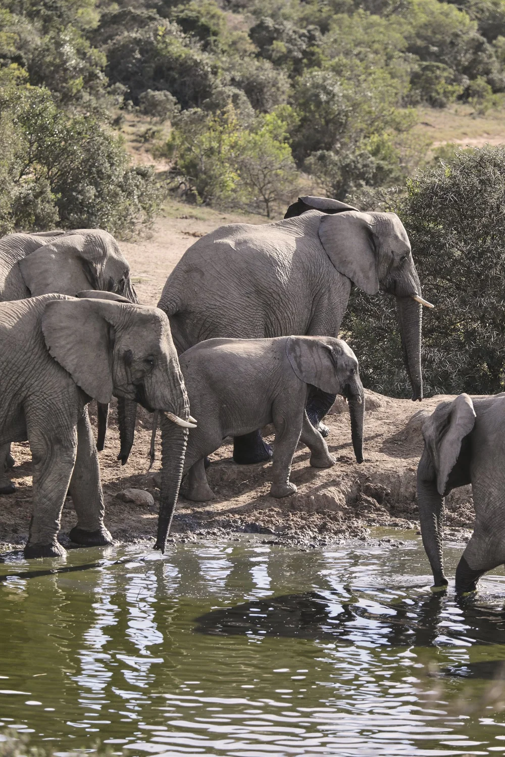 Bukela Game Lodge