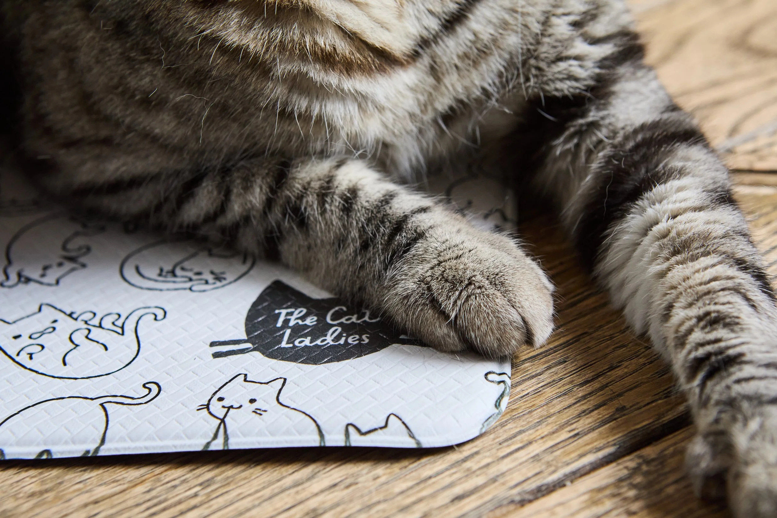 CatLadies_27.01.25 243.jpg