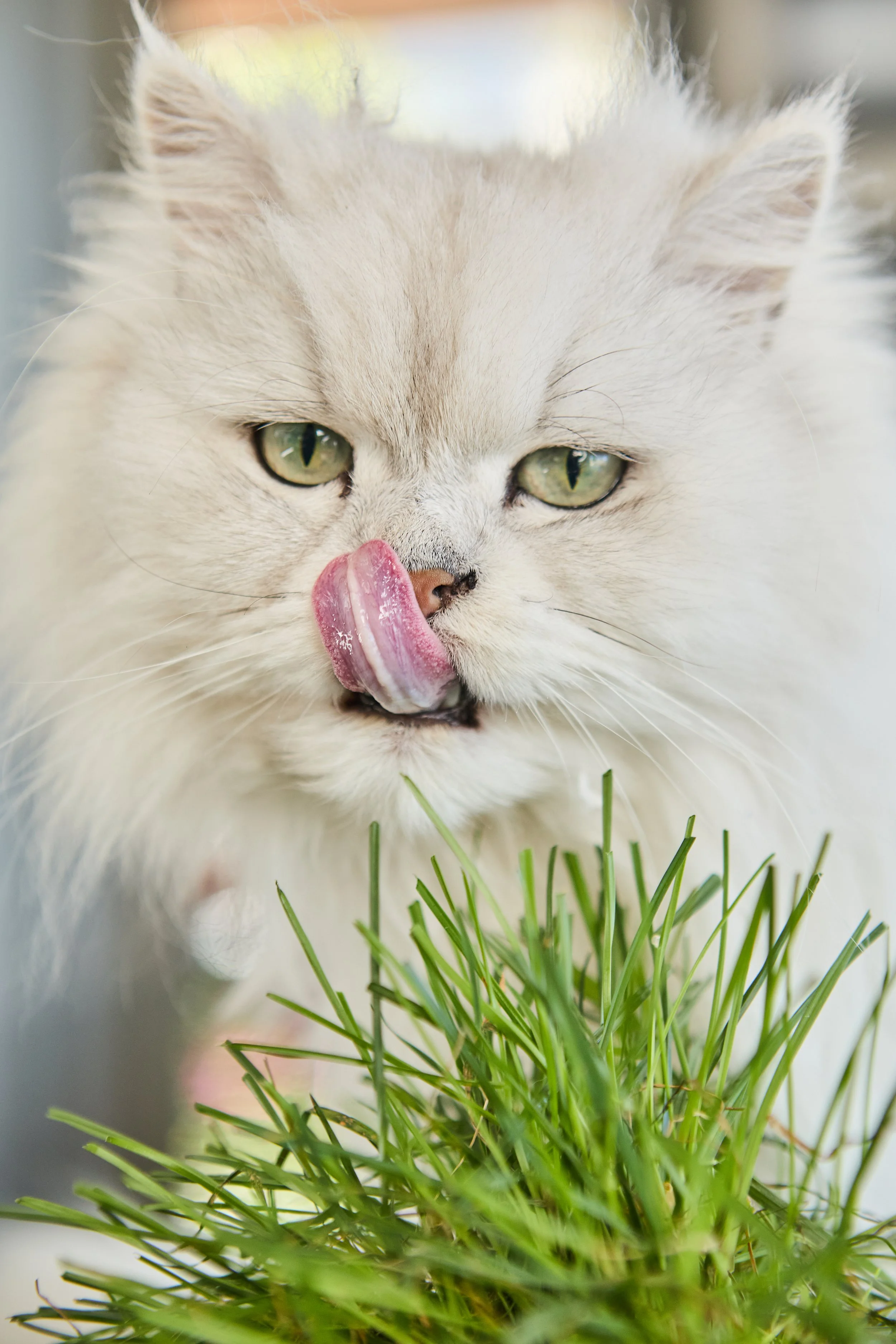 Single-product brand evolved into a scalable lifestyle platform.