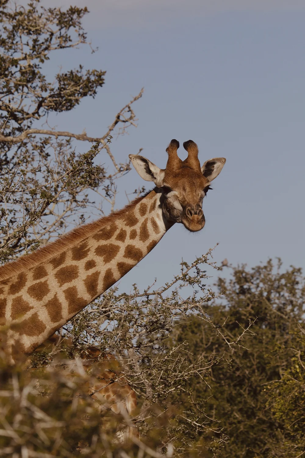 Bukela Game Lodge