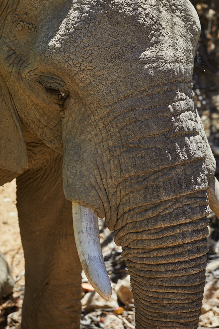 Marriot-Safari 1172.jpg