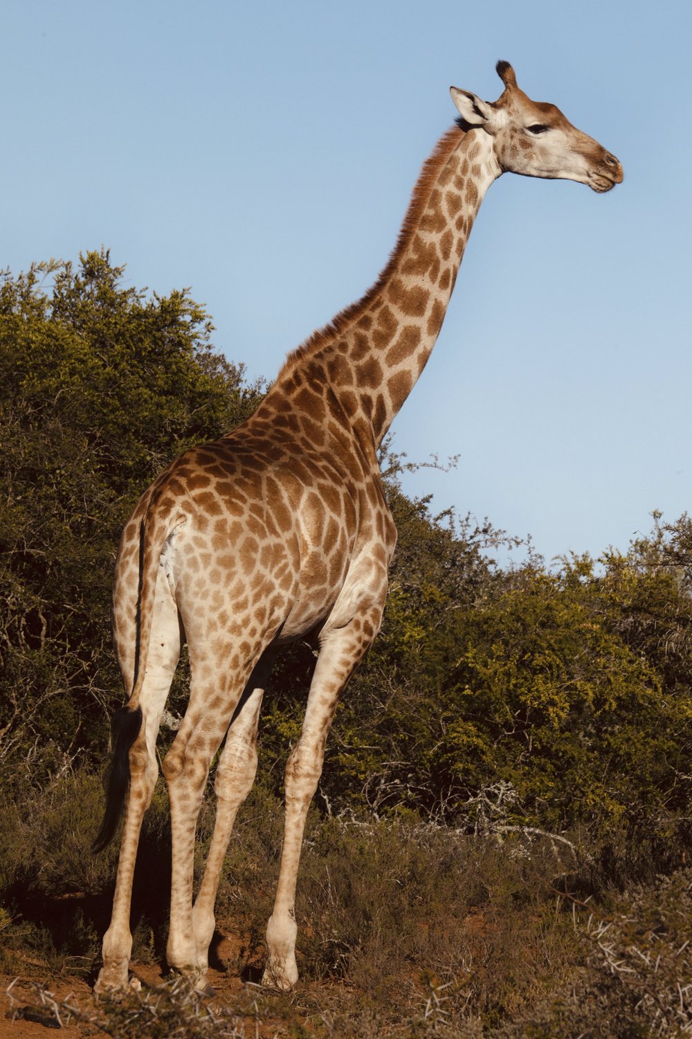 Bukela Game Lodge
