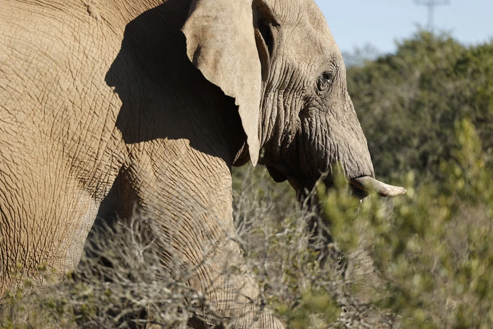 Bukela Game Lodge