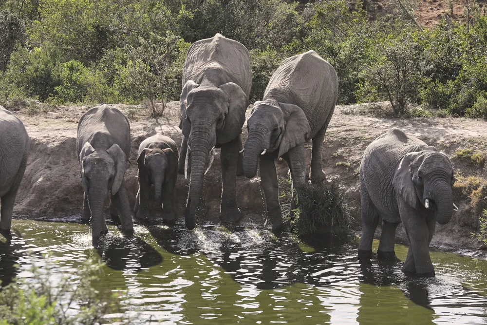 Bukela Game Lodge