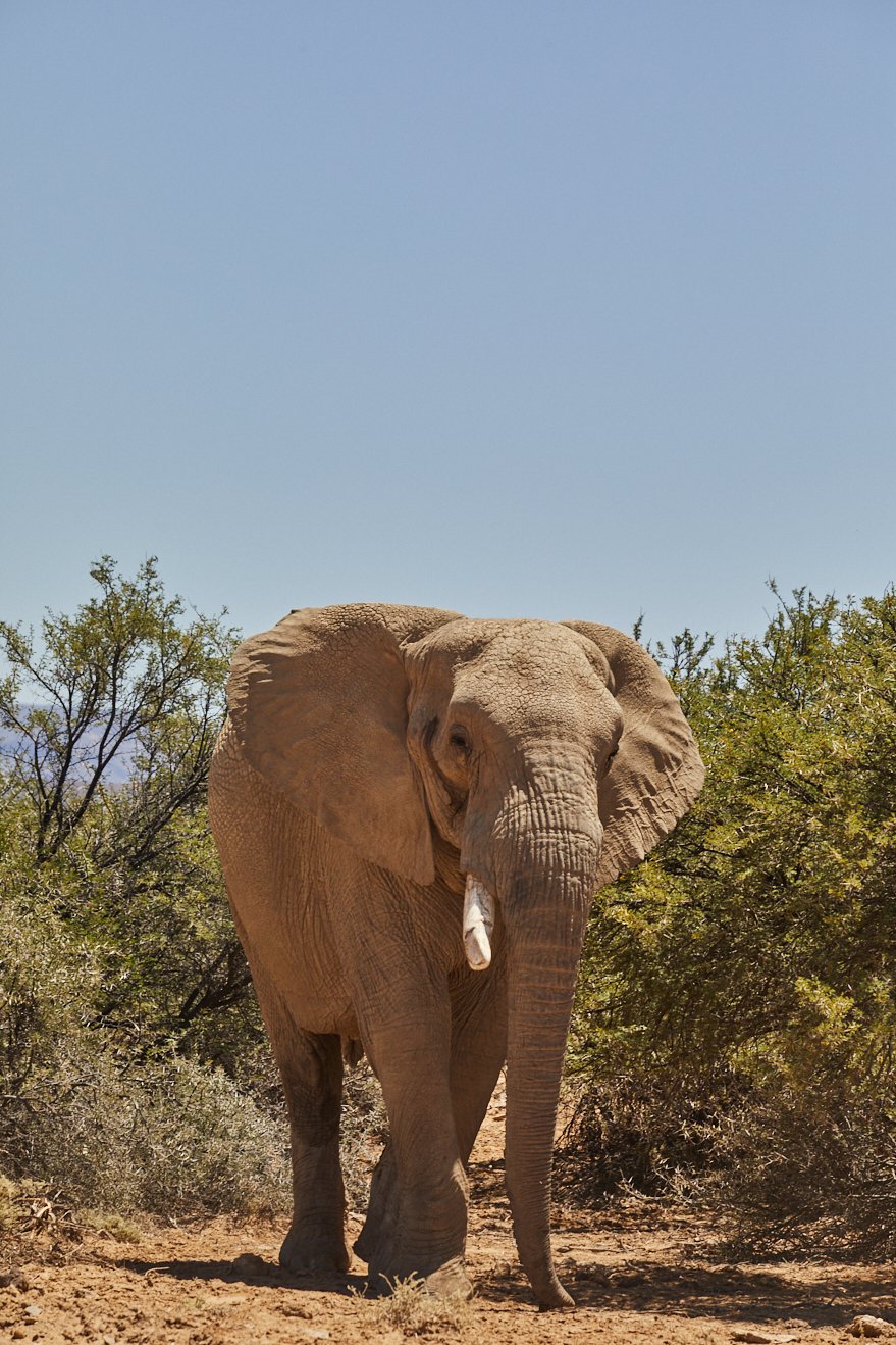 Marriot-Safari 1409.jpg