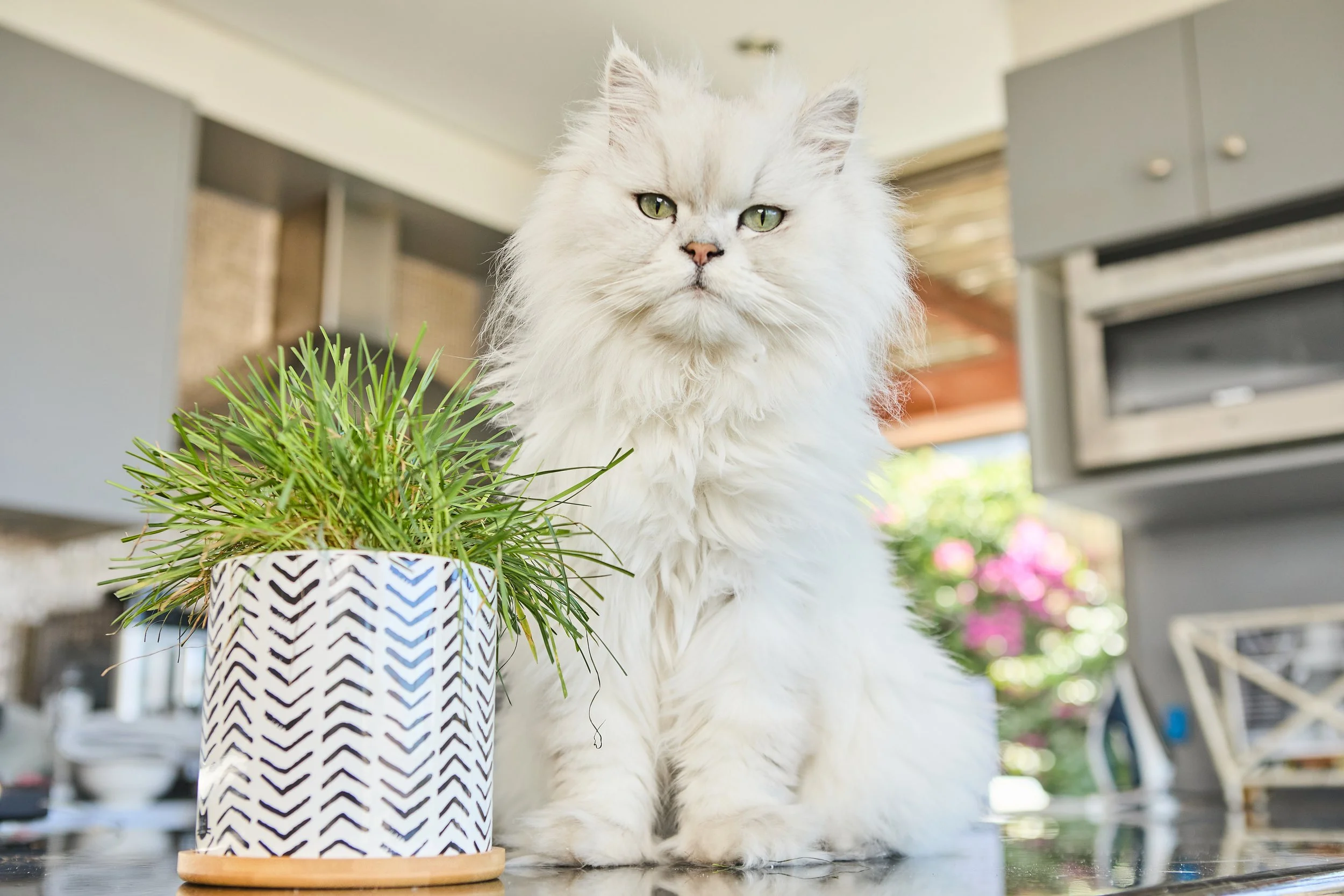 The Cat Ladies lifestyle