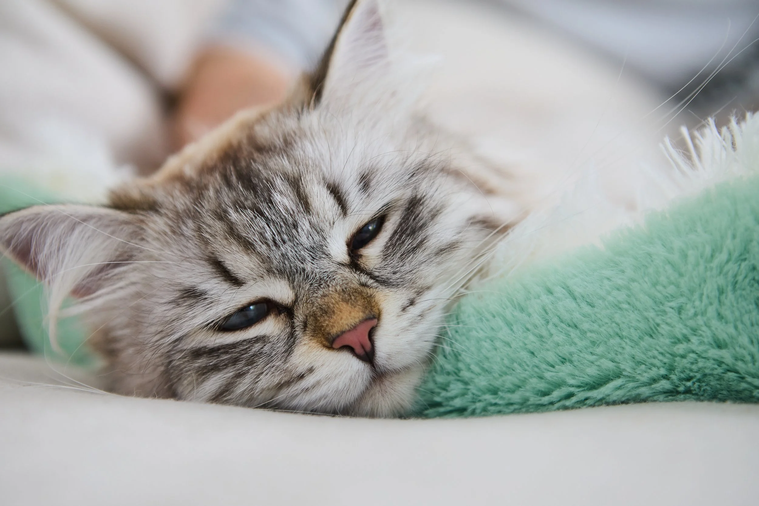 The Cat Ladies lifestyle