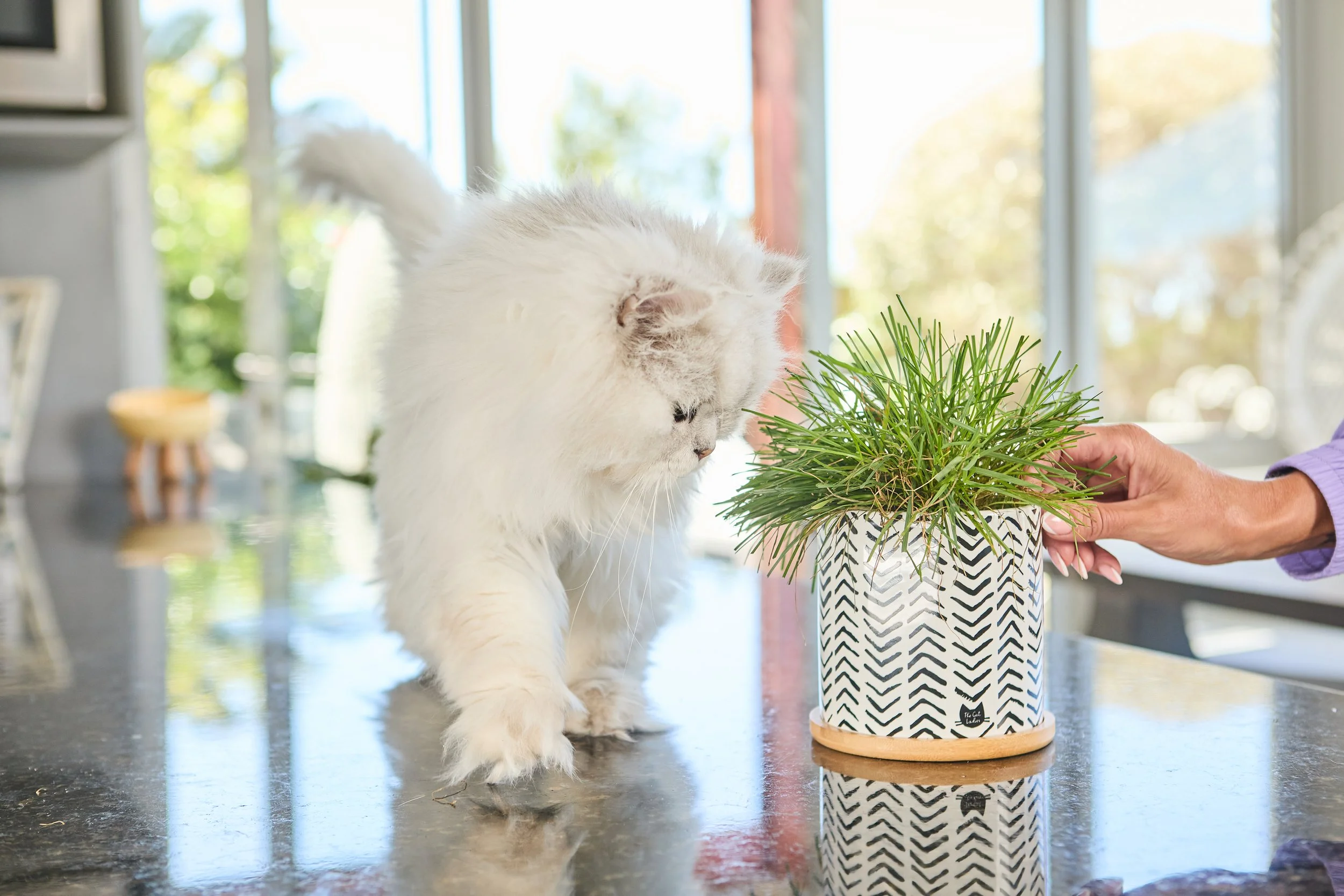 SellerX-08.12.25 396.jpg