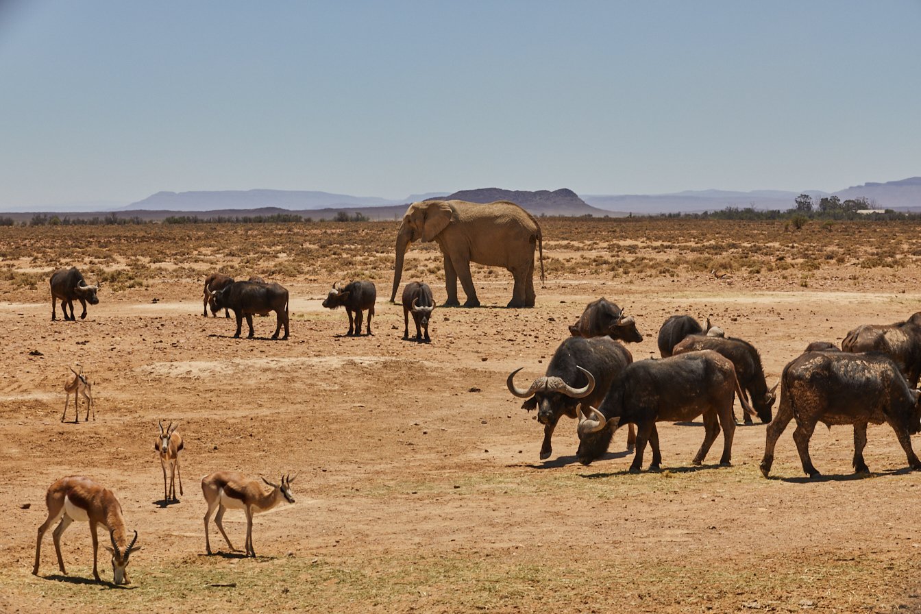 Marriot-Safari 1331.jpg
